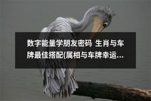 数字能量学朋友密码  生肖与车牌最佳搭配(属相与车牌幸运数字)