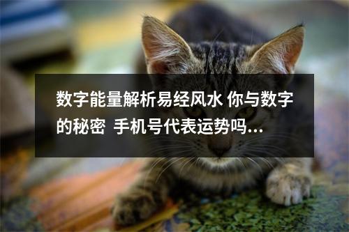 数字能量解析易经风水 你与数字的秘密  手机号代表运势吗：数字能量学是什么？为什么都说